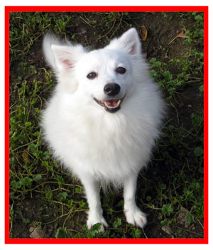 american eskimo rescue