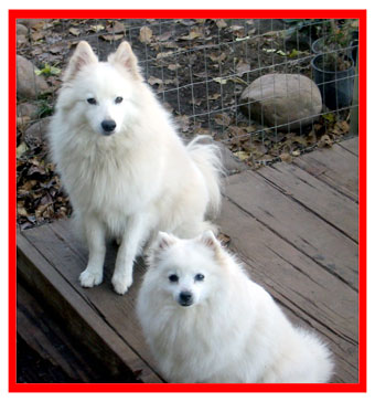 teacup american eskimo dog