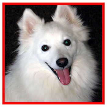 american eskimo dogs for adoption