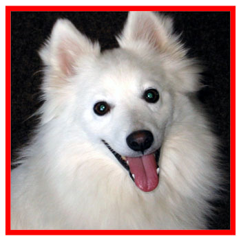 Heart Bandits American Eskimo Dog Rescue